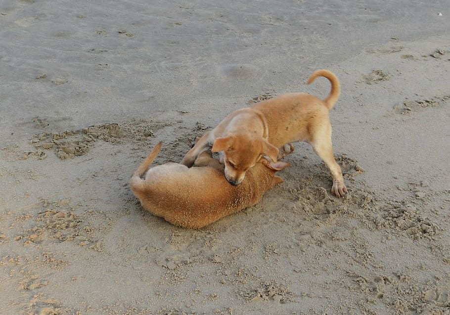 puppy, beach, sand, playing, pet, dog, animal, canine, cute HD wallpaper