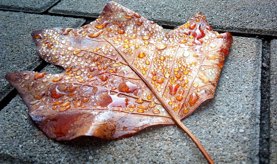 Autumn, Leaf, Drip, Patch, golden autumn, fall color, change HD wallpaper