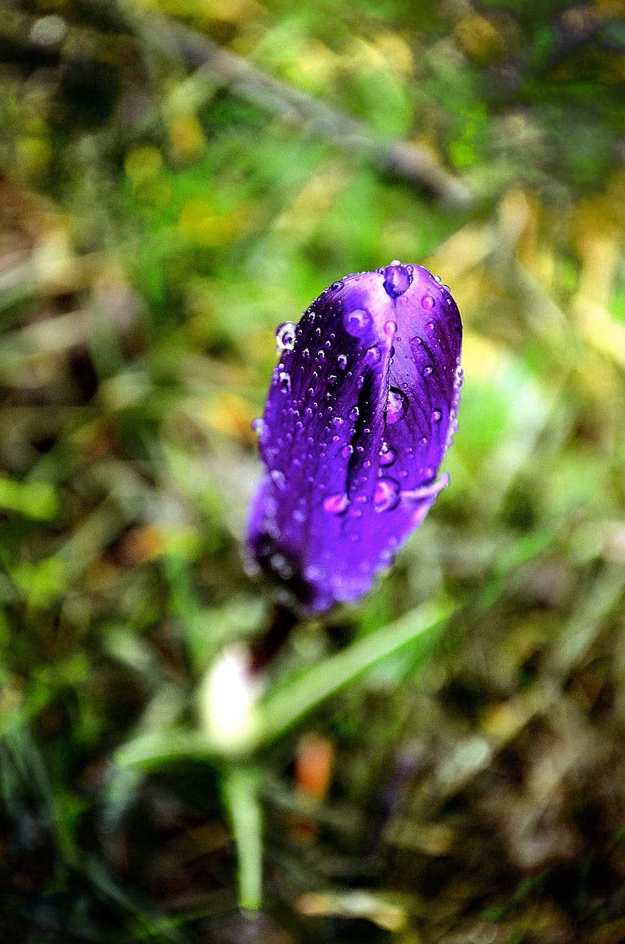 Flower, Spring, Season, Raindrops, Macro, background, nature HD wallpaper