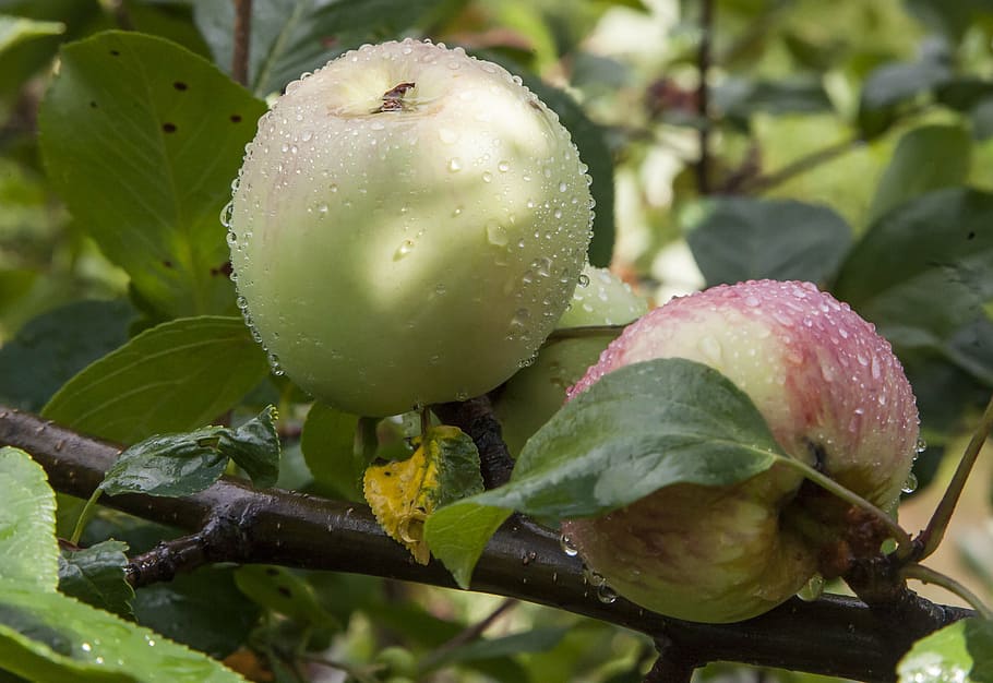 apple, rain, drop, leaf, september summer, close-up, green color HD wallpaper