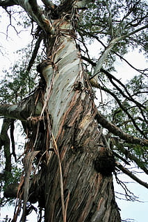 tree, eucalyptus, trunk, bark, strips, frayed, plant, low angle view HD wallpaper