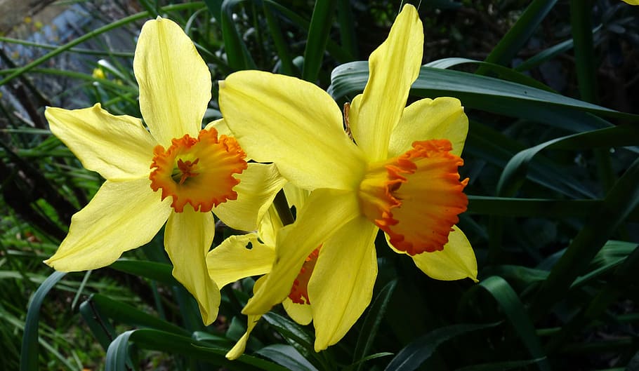daffodil, spring, narcissus, flowering plant, fragility, vulnerability HD wallpaper