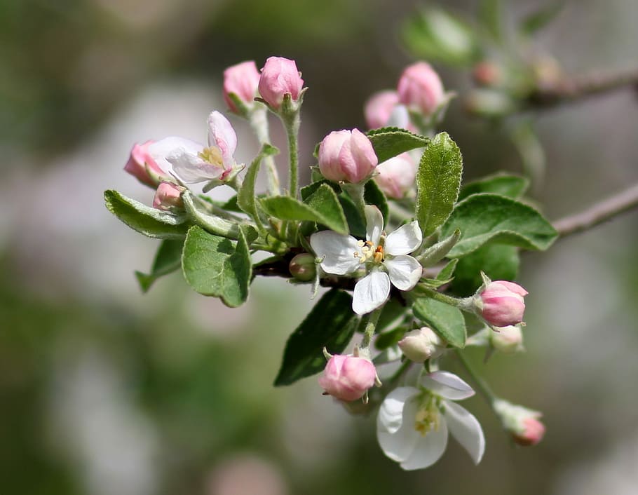 flowers, pink, march, tree, fruit, casey, spring, flourished HD wallpaper