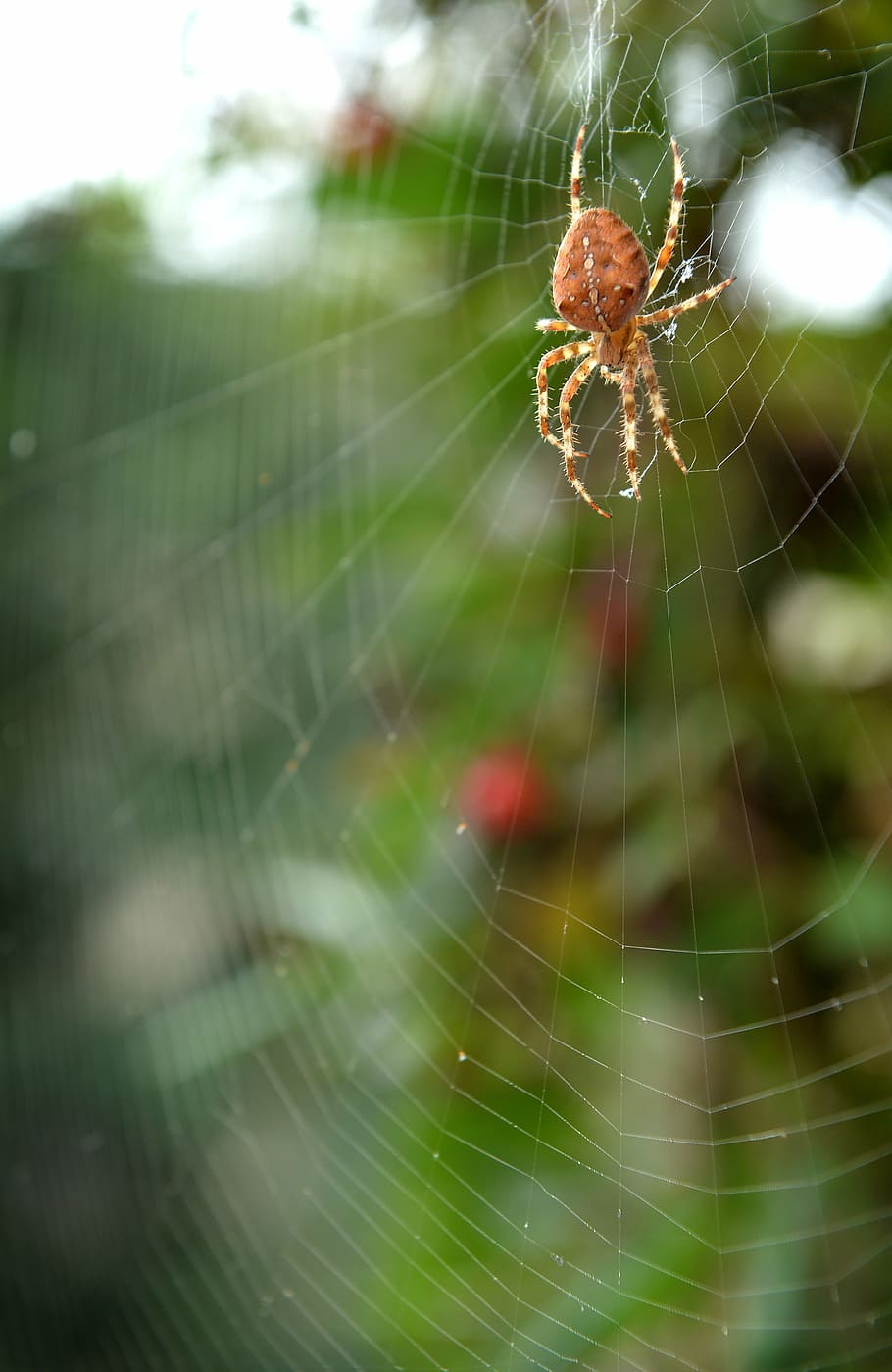 spider, network, green, insect, nature, natural, horror, spider web HD wallpaper