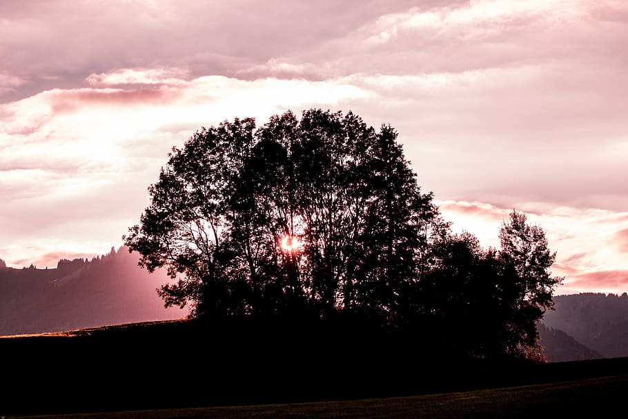evening light, evening sun, tree, lighting, sunset, sunlight HD wallpaper