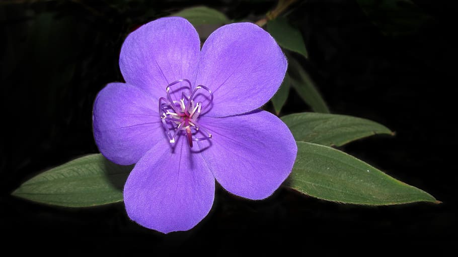 nature, flower, flora, leaf, garden, flowering plant, freshness HD wallpaper