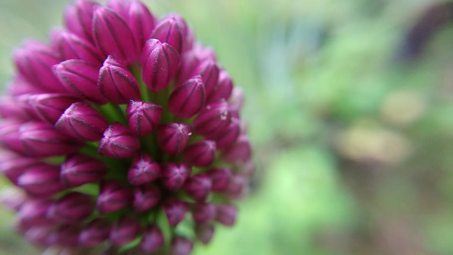 macro, flower, nature, pink, garden, plant, spring, flowering HD wallpaper