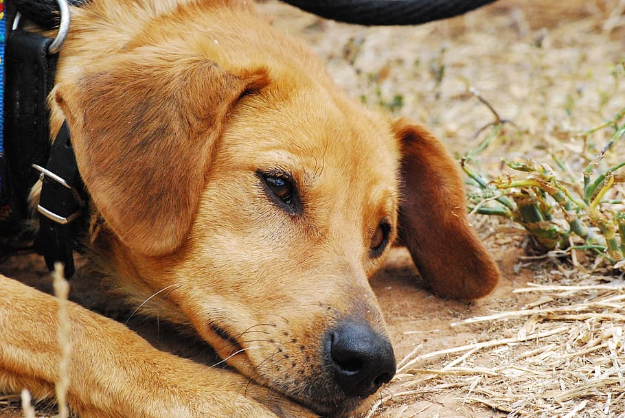 adult yellow Labrador retriever with black collar on focus photo HD wallpaper
