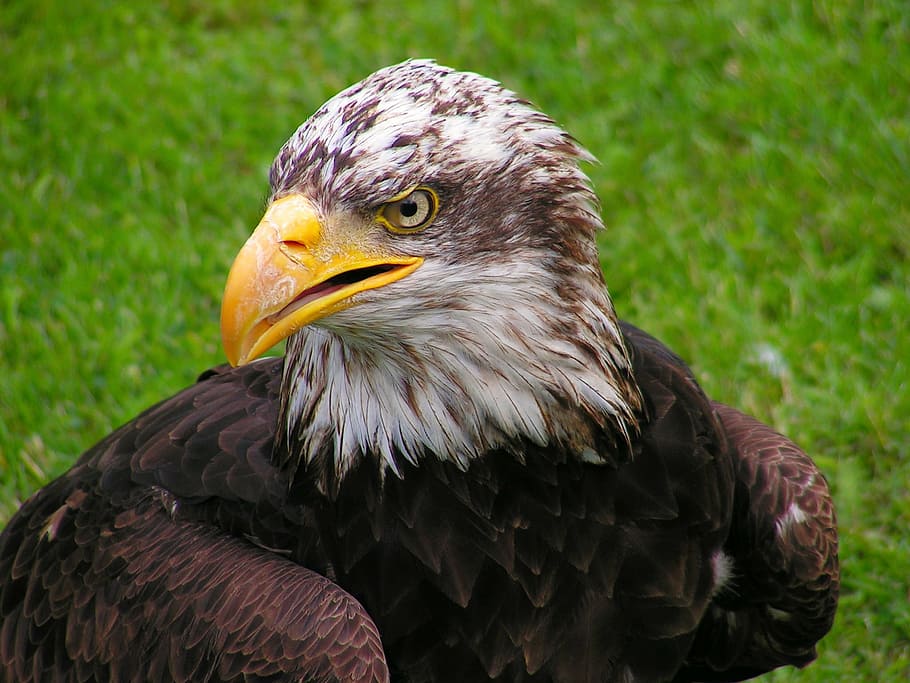 white and brown eagle, head, cub, portrait, beak, eagle - Bird HD wallpaper
