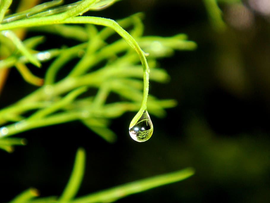 HD wallpaper: dew drops, water, drip, dewdrop, droplets, raindrop, leaf,  plant | Wallpaper Flare