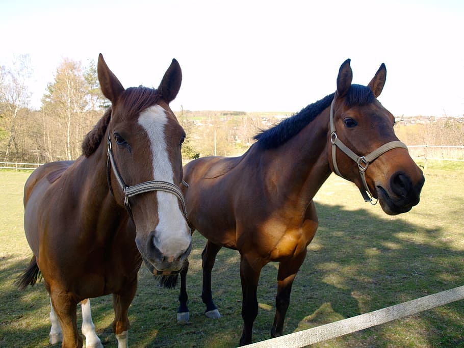 Horses, Grass, Eng, mark, expensive, natural, animal, farm HD wallpaper