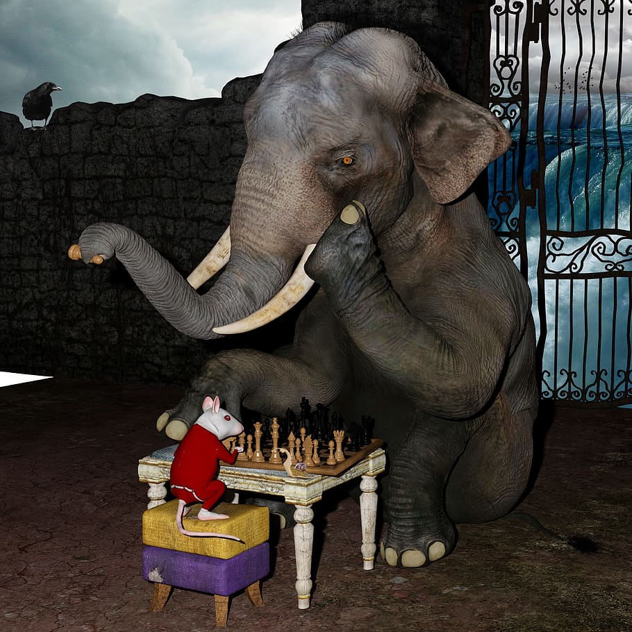 photography of gray elephant playing chess with white mouse HD wallpaper