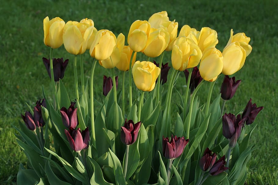 tulips, flowers, yellow, spring, colors, tulip spring, flowering plant HD wallpaper