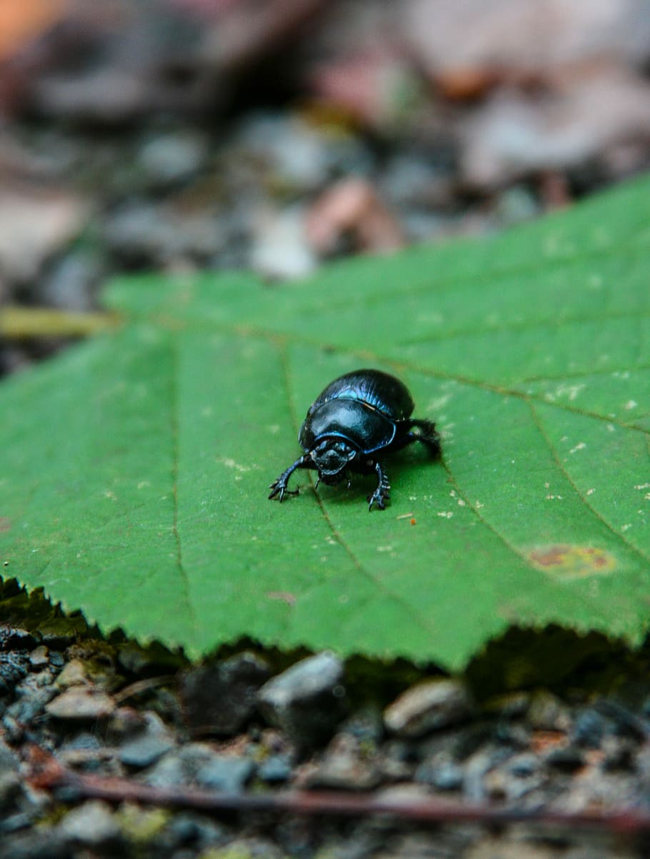 Dung Beetle, Leaf, Close, Insect, forest, animal themes, one animal HD wallpaper