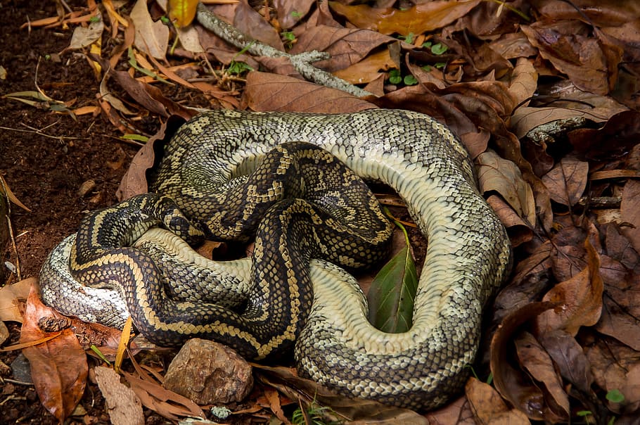 Carpet Python, Dead, Snake, coiled, leaves, black, yellow, australia, HD wallpaper