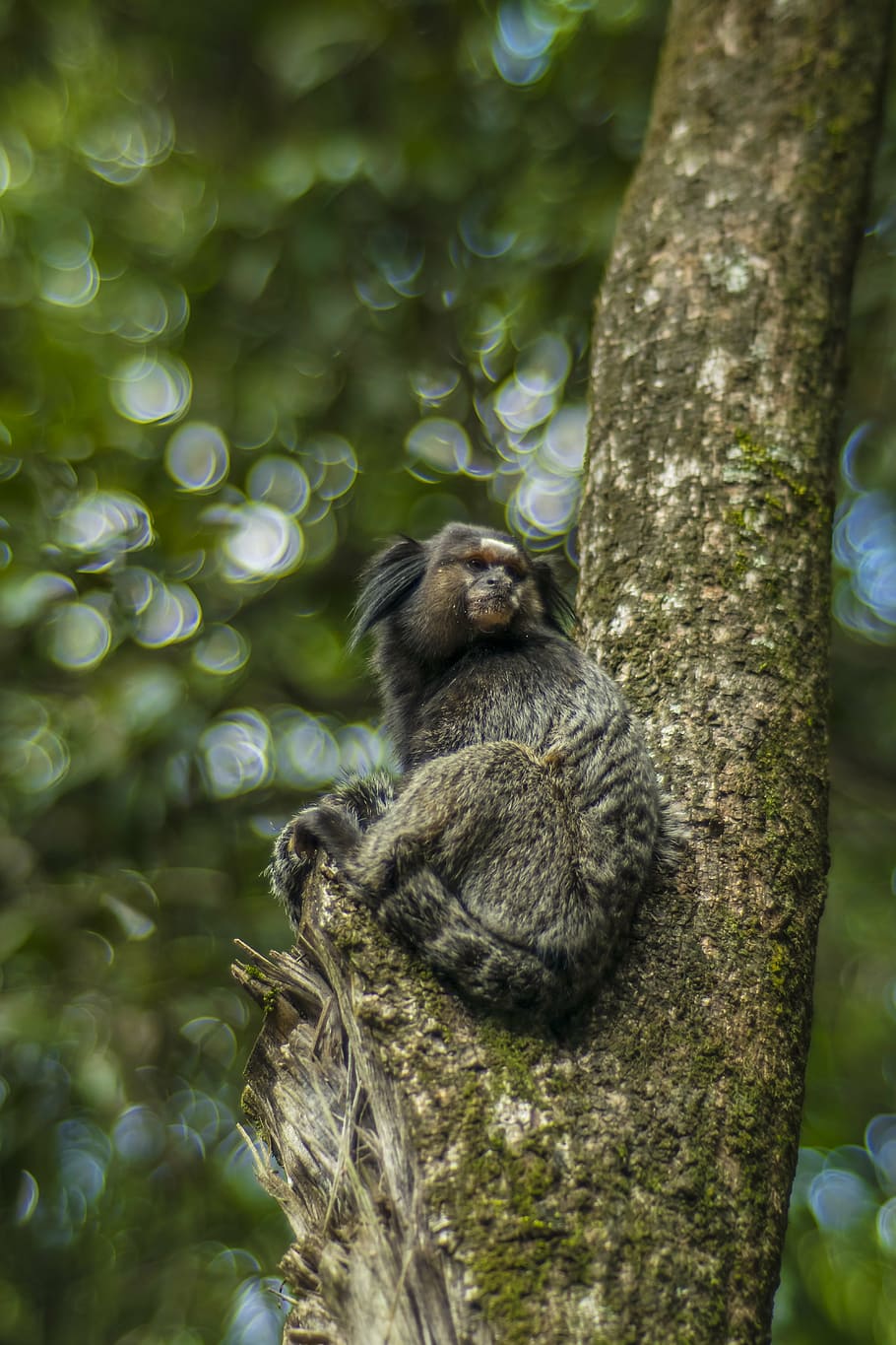 monkey, tree, animal, primate, in the tree, nature, wild, trunk HD wallpaper