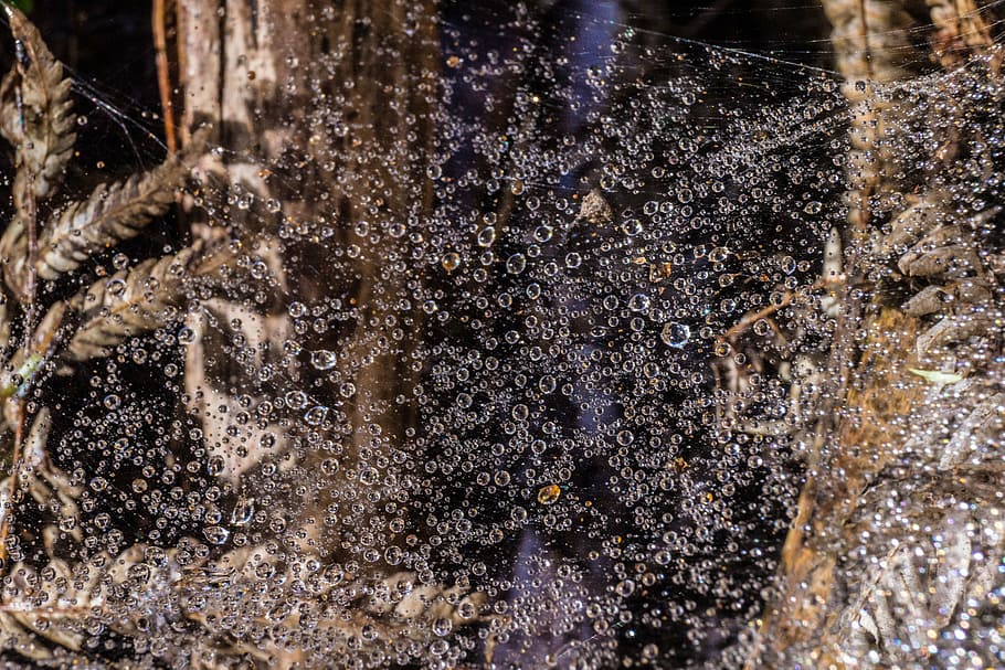 dew, web, drop, cobweb, morning, spider, no people, nature HD wallpaper