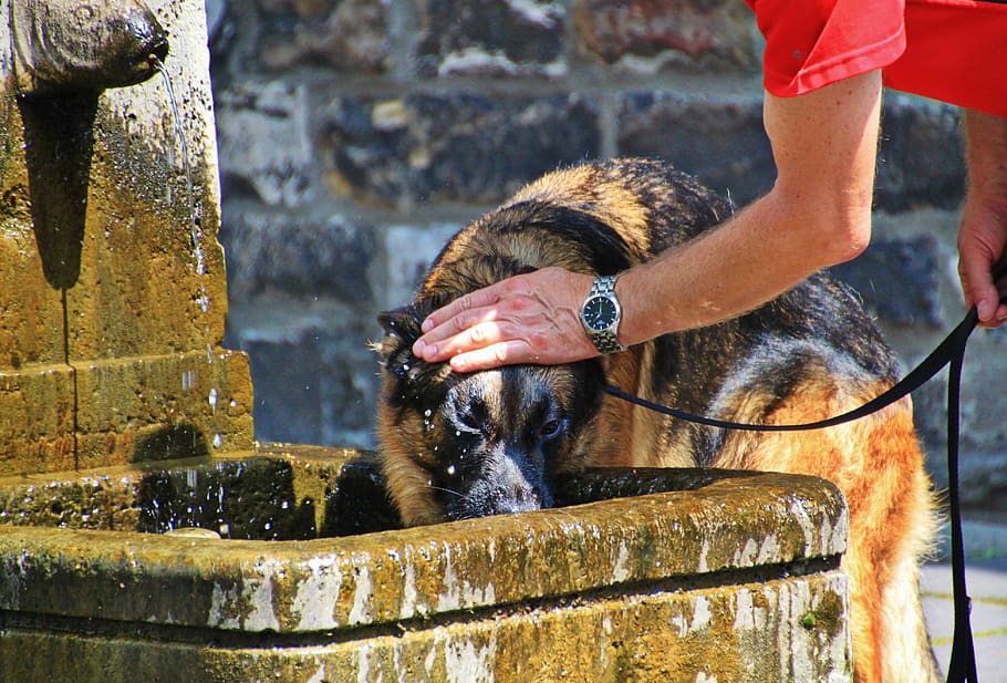 dog, schäfer dog, animal, thirst, drink, fountain, stroke