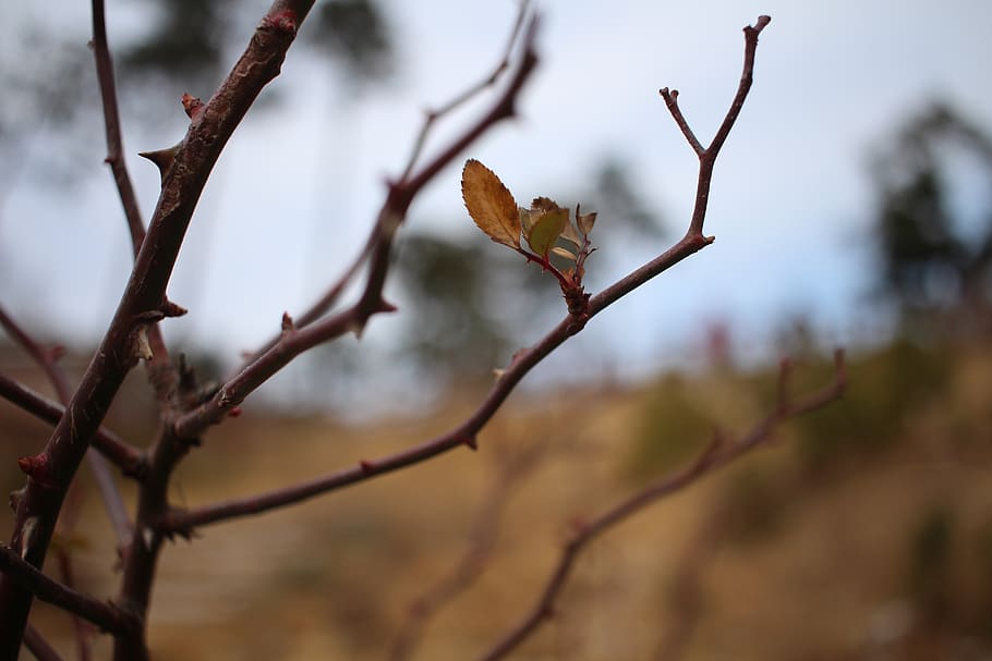leaf, branches, winter, plant, focus on foreground, tree, growth HD wallpaper