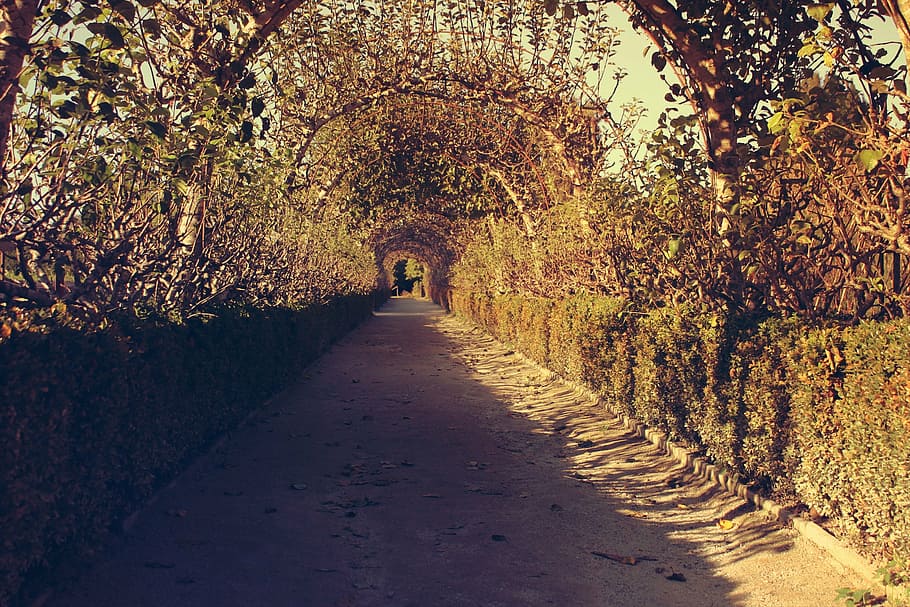 empty pathway under arch of foliage at daytime, park, garden HD wallpaper