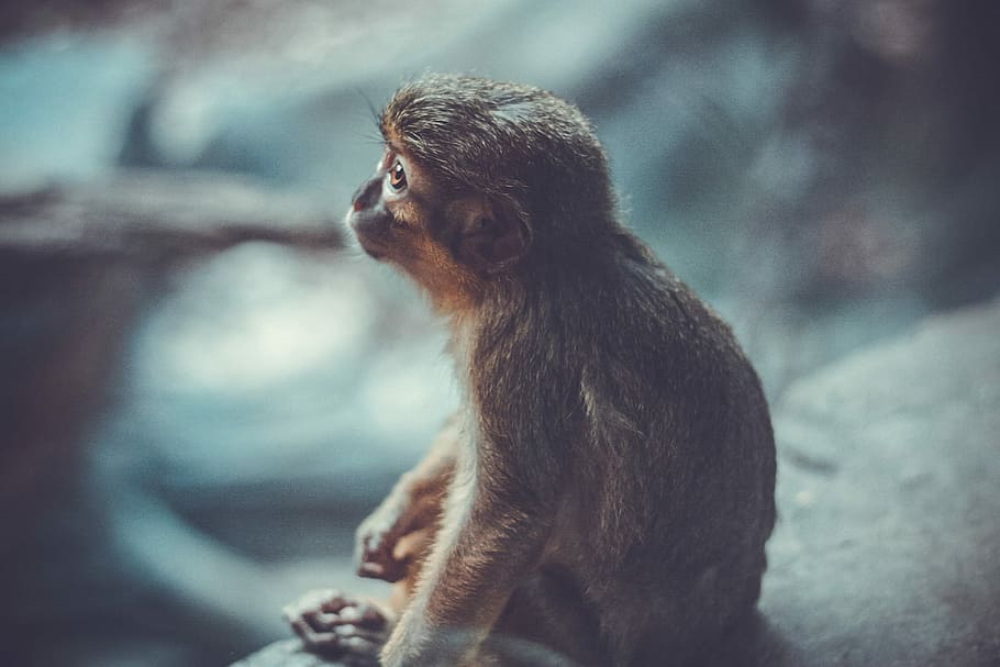 shallow photography of monkey sitting on grey stone looking elsewhere, grey monkey sitting HD wallpaper