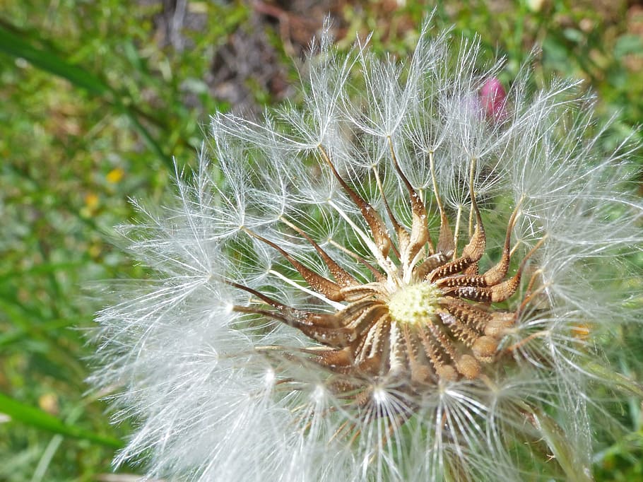 Wind plants