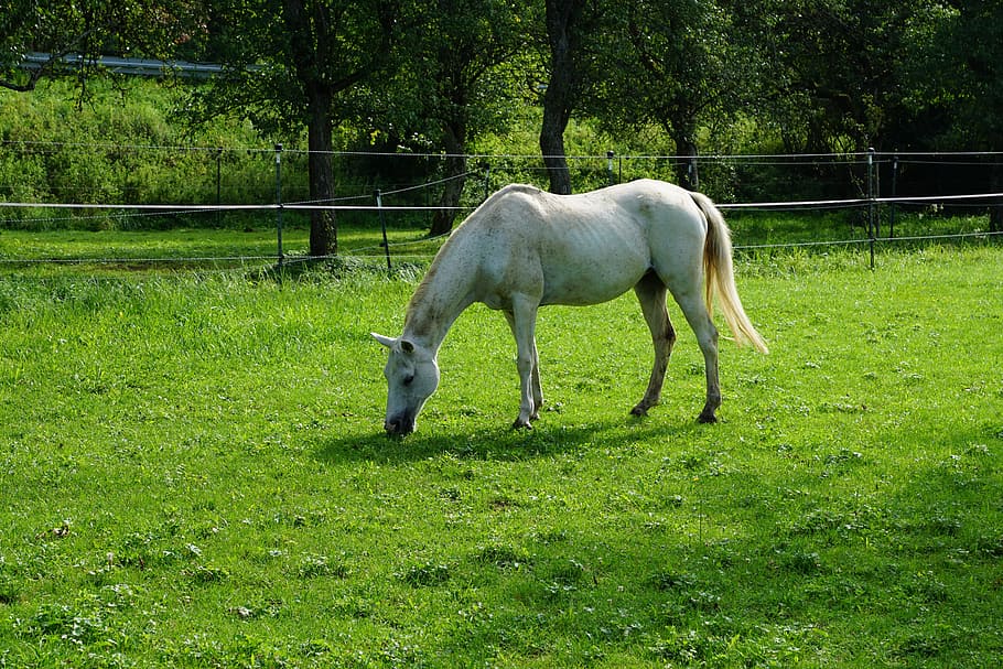 horse, nature, pasture, garden, tree, young, animal, field, HD wallpaper