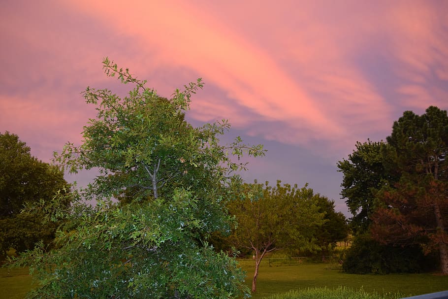 evening, sunset, twilight, pink, trees, clouds, colorful, summer HD wallpaper