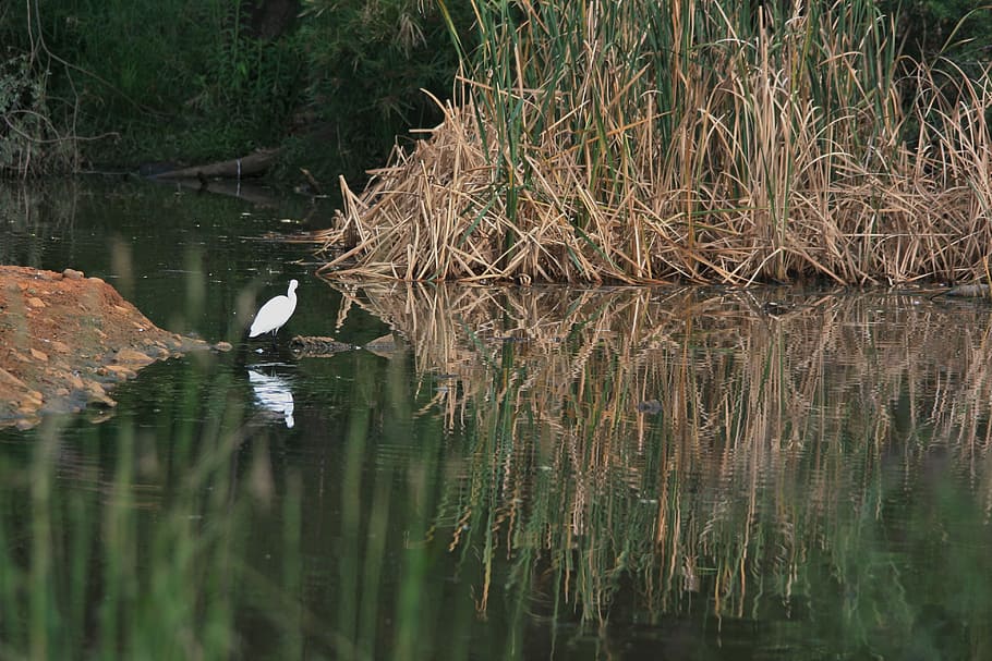 Pond, Water, Reeds, Bird, White, reflections, lake, nature HD wallpaper