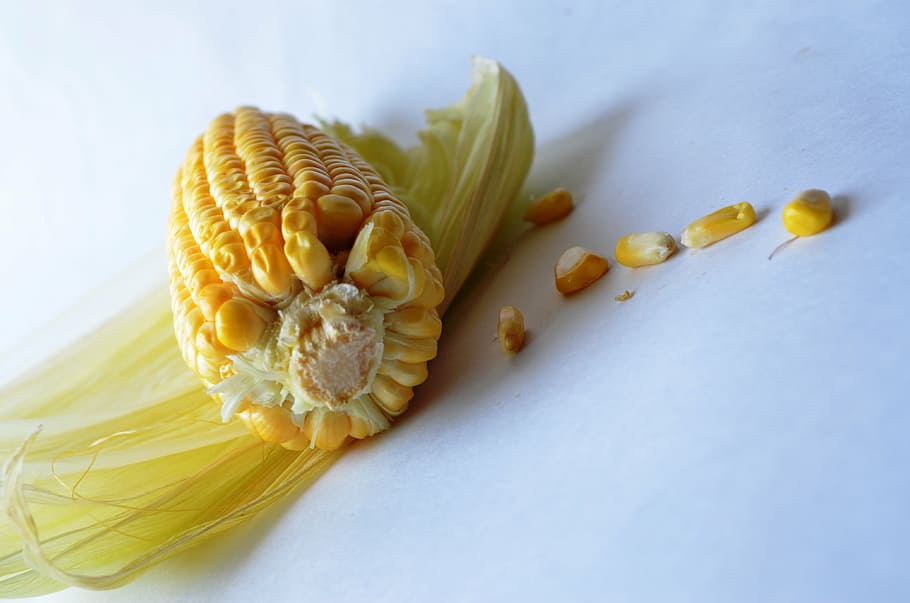 corn, maize, vegetables, grain, organic, harvest, nutrition HD wallpaper