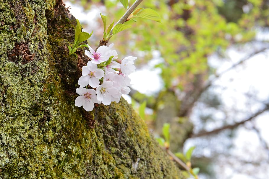 cherry blossoms, spring, wood, plant, flower, flowering plant HD wallpaper