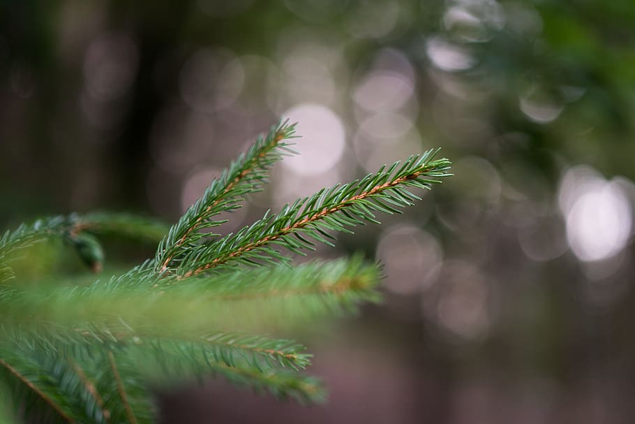 firs, macro, bokeh, plant, green color, growth, tree, leaf HD wallpaper