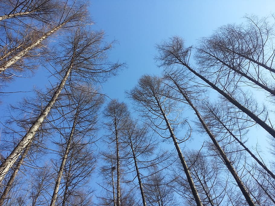 nature, sky, forest, wood, tree, plant, low angle view, bare tree HD wallpaper