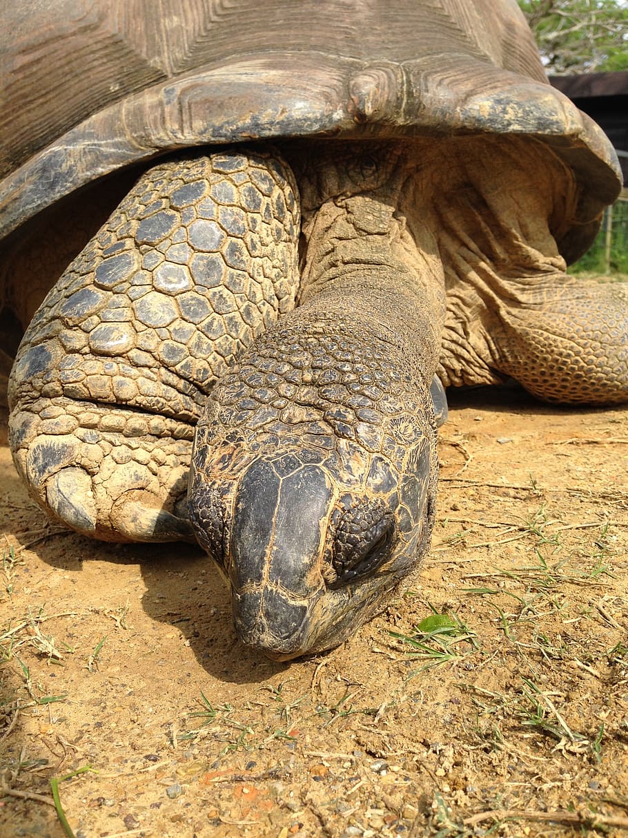 giant tortoise, animal, turtle, animal themes, animal wildlife HD wallpaper
