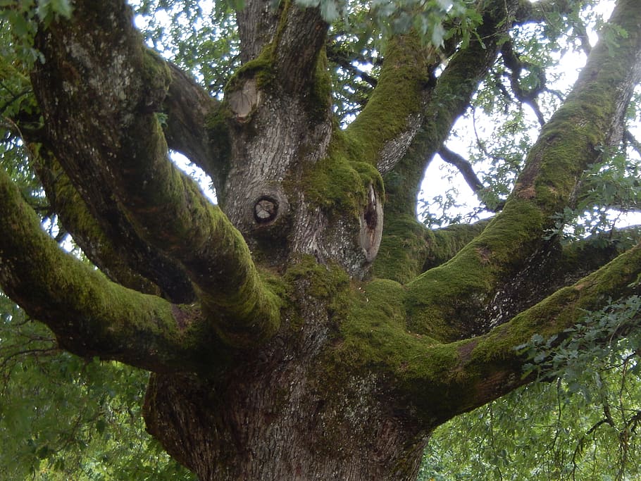 tree, branches, trunk, nature, forest, wildlife, animal, plant HD wallpaper