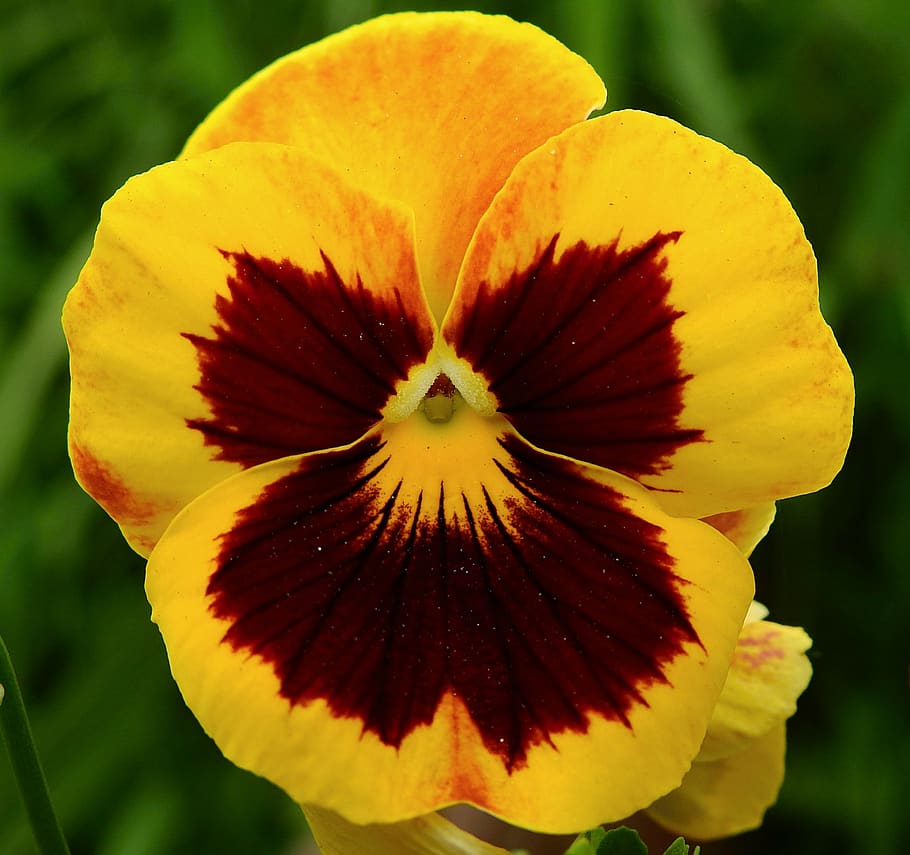 pansy, flower, garden, closeup, flowering plant, vulnerability, HD wallpaper