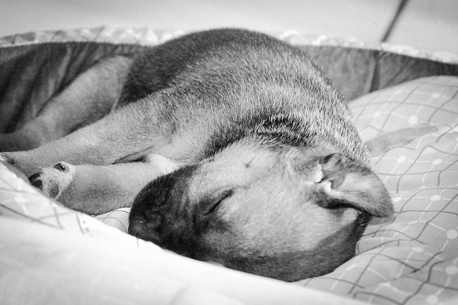 puppy, sleeping, relaxation, one animal, mammal, domestic, animal themes HD wallpaper