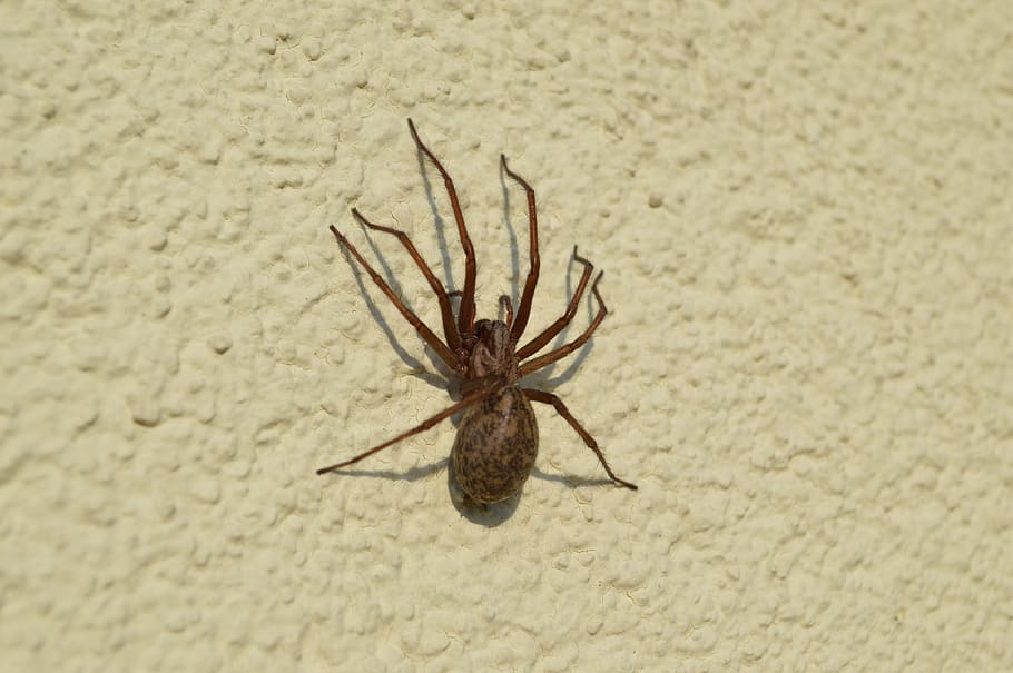 Spider, Insect, Arachnid, beach, one animal, sand, day, no people HD wallpaper
