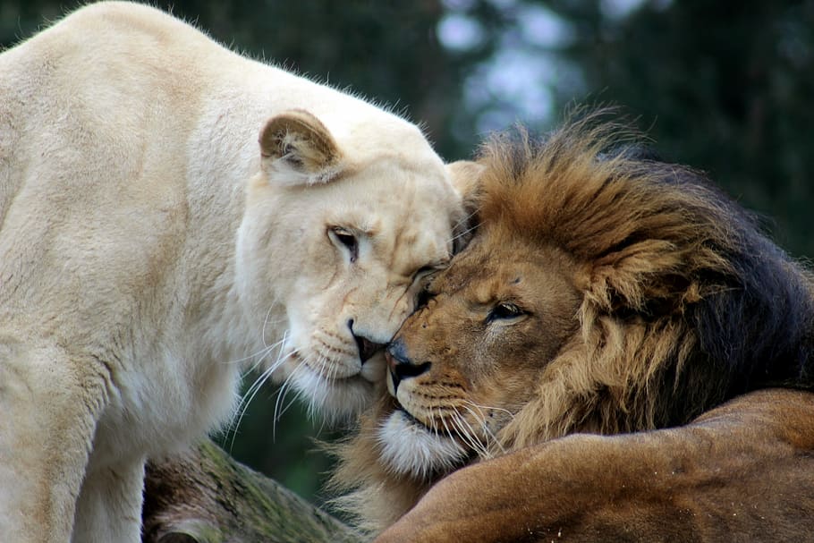 brown lion and white lioness photo, male, cat, animal world, big cat, HD wallpaper