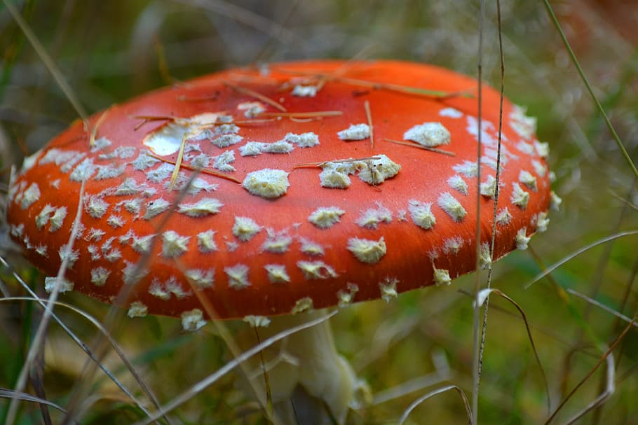 fly agaric, mushroom, toxic, forest, nature, red fly agaric mushroom HD wallpaper