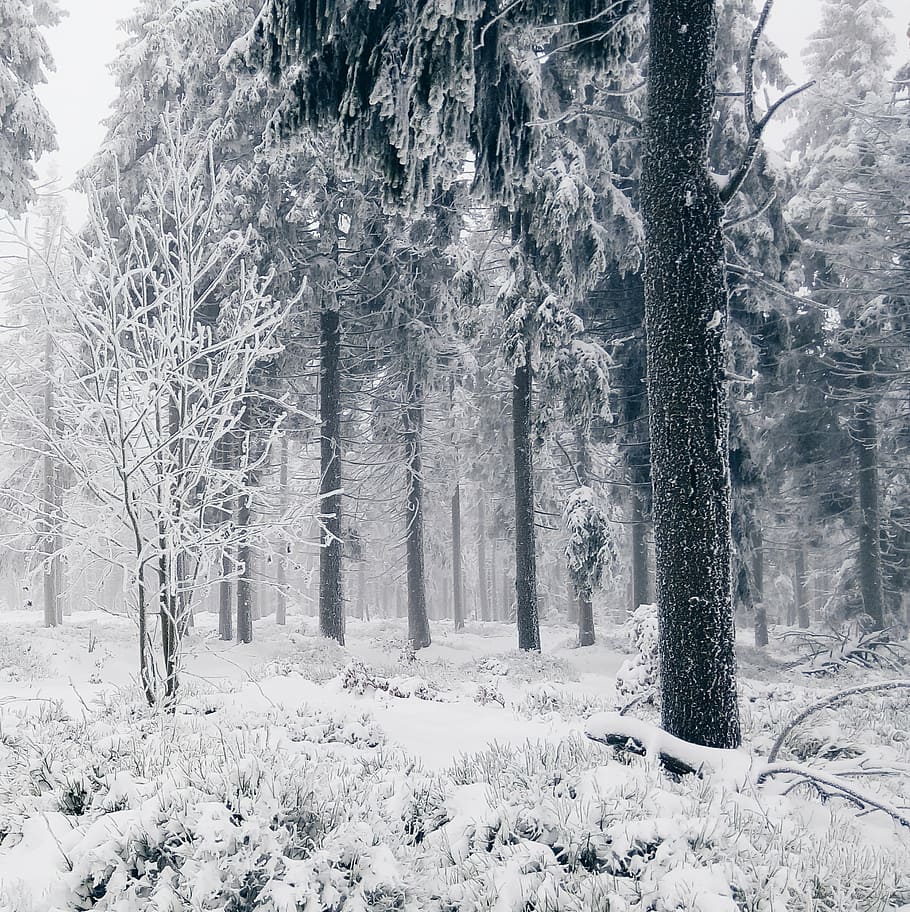 withered trees during winter season, tall, covered, snow, cold HD wallpaper