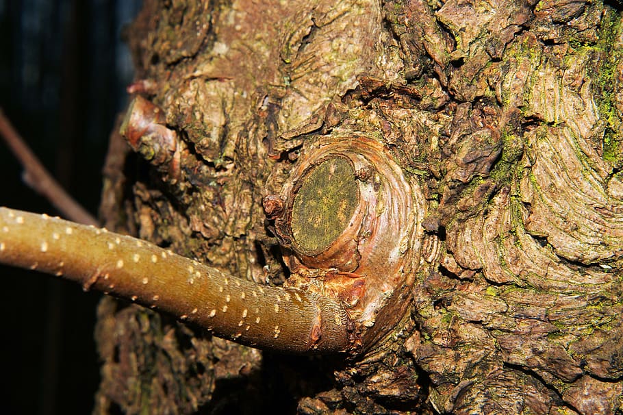 tribe, branch, tree, macro, tree trunk, animal wildlife, one animal HD wallpaper
