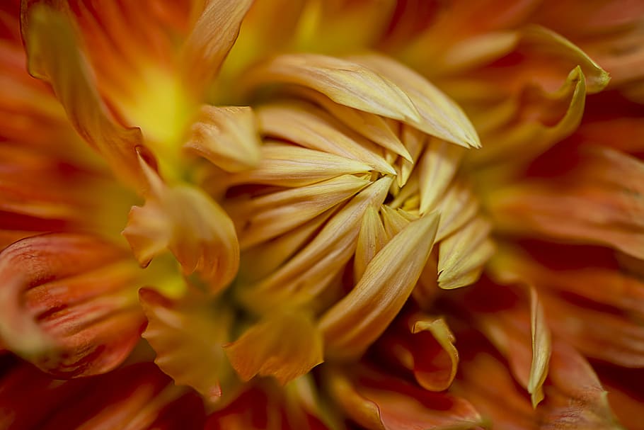 closeup photography of orange petaled flower, macro photography of orange chrysanthemum in bloom HD wallpaper