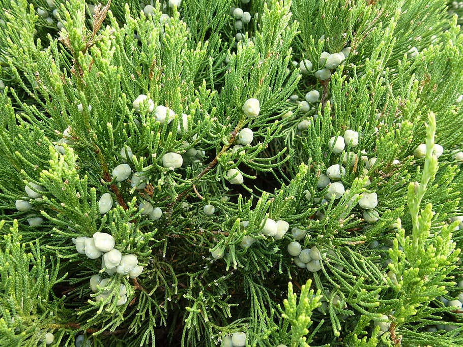 cedar, tree, nature, fir tree, branch, wildlife, plant, growth HD wallpaper