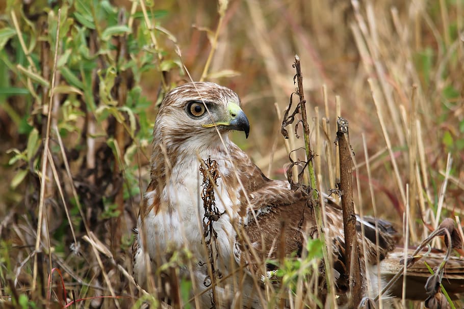 red-tailed hawk, bird, predator, catching, mouse, raptor, wildlife HD wallpaper