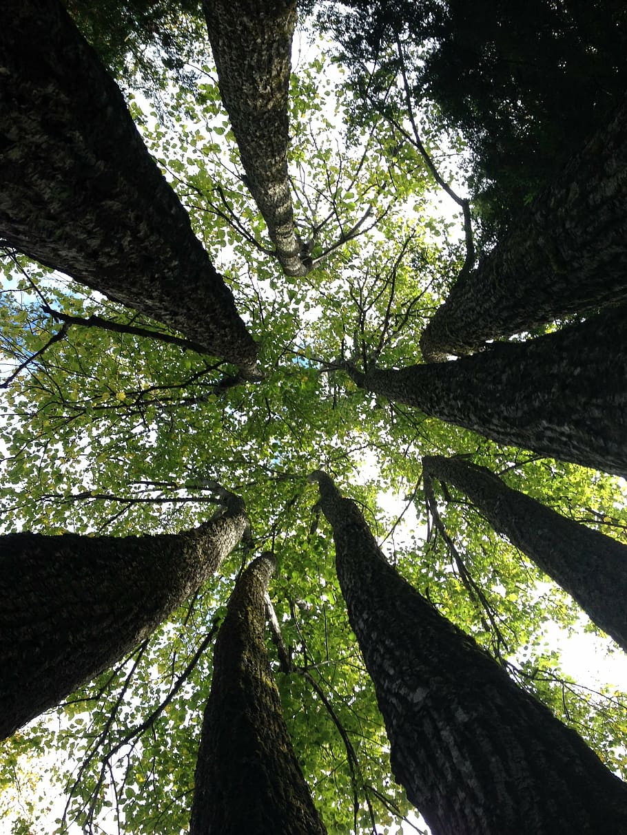 maples, trees, forests, nature, leaf, branch, outdoors, tree Trunk HD wallpaper