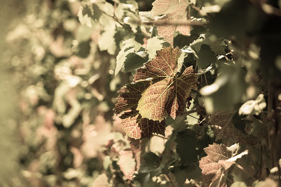 Vineyard, Red, Vine, Leaves, autumn, vine leaves, vines, winegrowing HD wallpaper