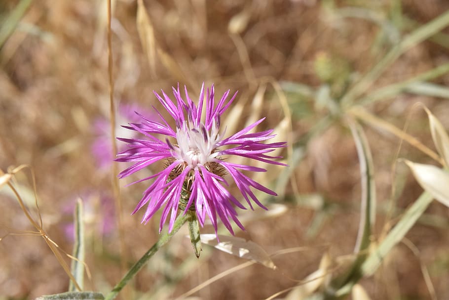 Thistle, Blossom, Bloom, Purple, Flower, plant, thorns, violet HD wallpaper