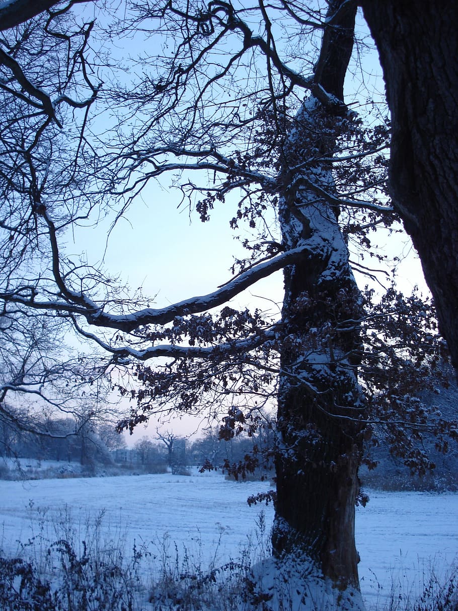 Tree, Evening, Winter, Snow, Dusk, sonnenunetrgang, atmosphere HD wallpaper