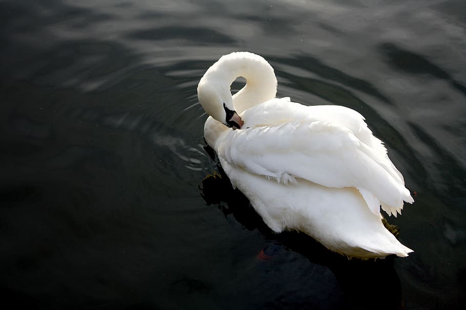 Swan in Evening Light, mute swan on water, bird, white, feathers HD wallpaper